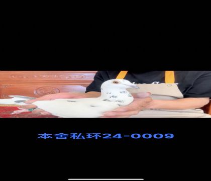 ˽h(hun)˹Ѓ(ni)Ѫ0009