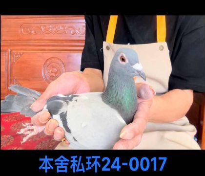 ˽h(hun)СӻѪ0017