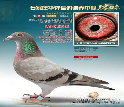 奶酪血統(tǒng)石家莊華翔公棚480公里297名