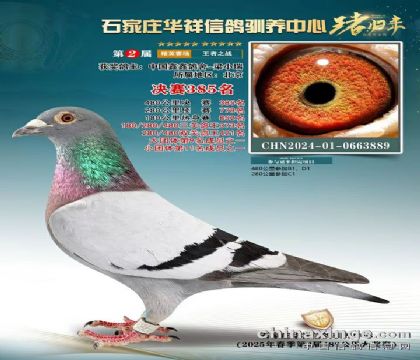 石家莊華翔信鴿 480公里決賽85名