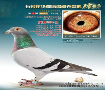 石家莊華翔480公里決賽196名