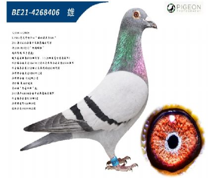 利奧賀爾曼斯小灰號(hào)直孫(特別推薦)