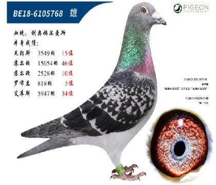 利奧賀爾曼斯(超級(jí)種賽鴿)