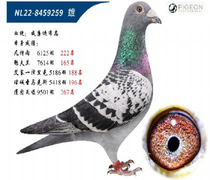 奧林匹克颶風(fēng)號(hào)直子