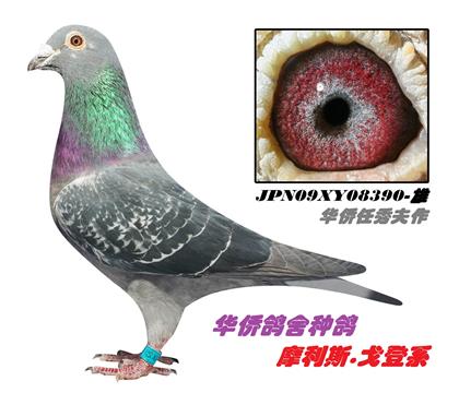 游08390c(din)