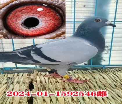 (lin)23 pP(gun)39  52096