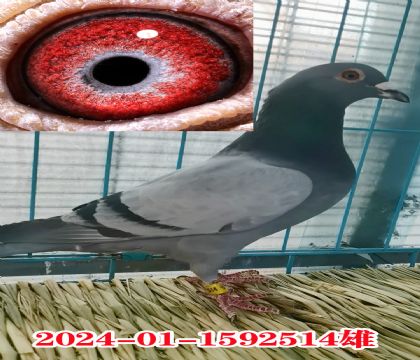 (lin)312 52082 30053