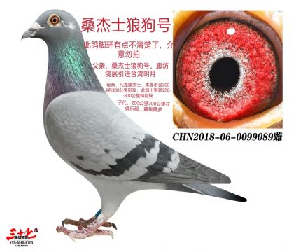 ɣʿǹ̖