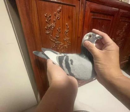 cٶϵ˻Ѫ
