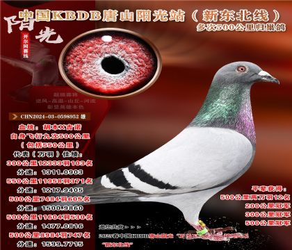 8 CHN2024-03-0598952 