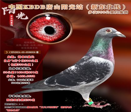 11 CHN2024-03-0598958 