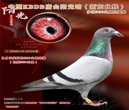 2 CHN2024-03-3164348 