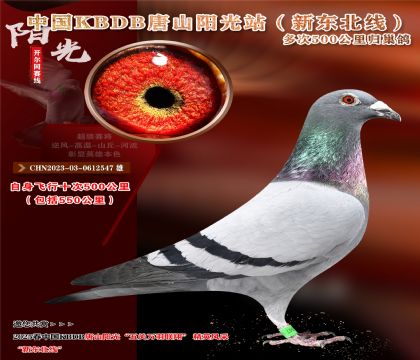 5 CHN2023-03-0612547 