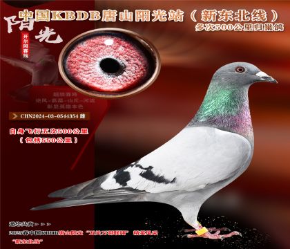 7 CHN2024-03-0544354 