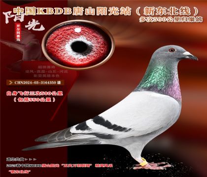 9 CHN2024-03-3164350 