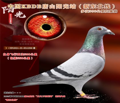 11 CHN2024-03-0544386 