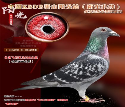 17 CHN2024-03-0455793 