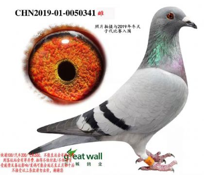 LI(y)¸׵ϽHѪ341