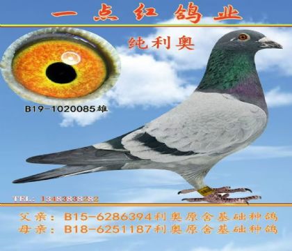 һc(din)tI(y)M(jn)ԭh(hun)W085