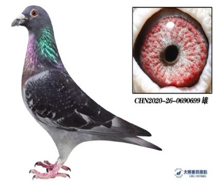 ׿ԽNģW޻ʹڽH699