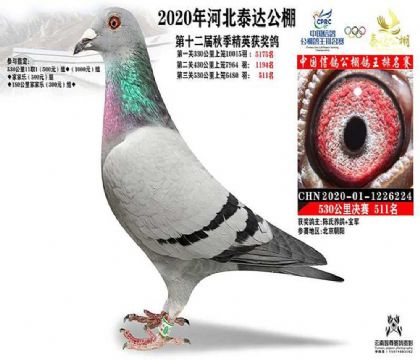 河北泰達(dá)賽鴿公棚530公里決賽511名 雌