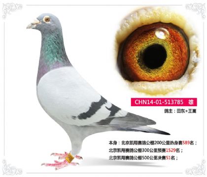 北京凱翔賽鴿公棚500公里決賽51名 雄