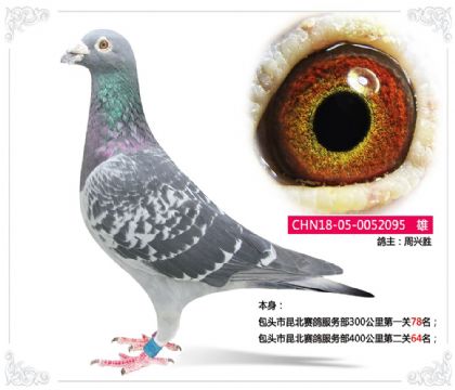 包頭市昆北賽鴿服務(wù)部400公里第二關(guān)64名 雄