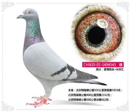 北京翔瑞緣公棚500公里決賽662名 雌