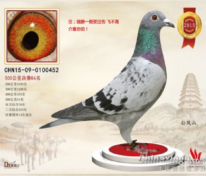 孫鳳山-陜西威力賽鴿公棚雙關(guān)鴿王39名 雌