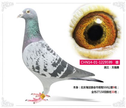北京海淀鴿會市聯(lián)翔550公里9名 雄