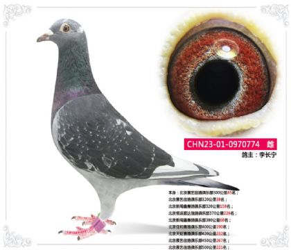 多次獲獎(jiǎng)鴿 雌
