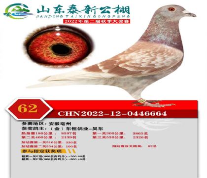 山東泰新賽鴿公棚(秋棚)加站賽雙關(guān)精英62名 雌