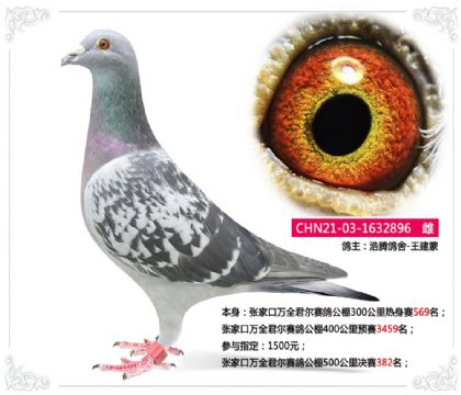 張家口萬全君爾賽鴿公棚500公里決賽382名 雌