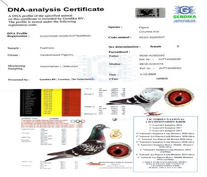 DNA