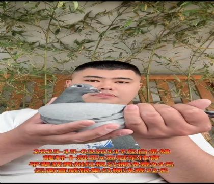 龍軒十冠王X五冠王作育