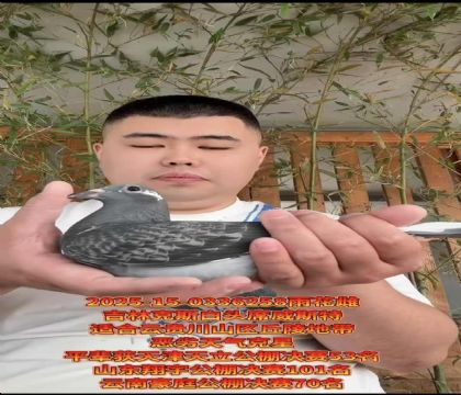 吉林克斯白頭青年威力號(hào)直子X白頭席維斯特直女