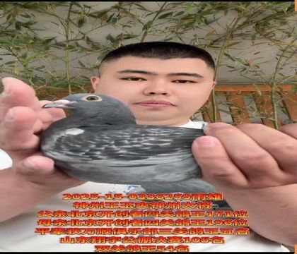 王玉爽神州大將/平輩獲萬(wàn)順俱樂(lè)部三關(guān)鴿王五名