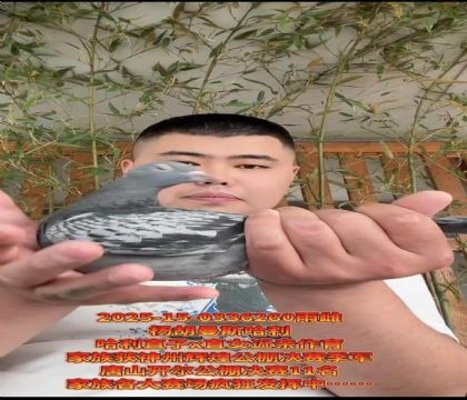 楊胡曼斯哈利直子X哈利直女作育