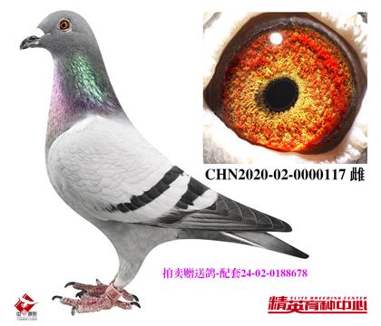 uٛ(zng)
