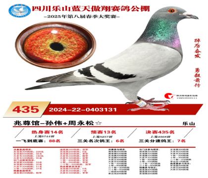 四川藍(lán)天傲翔三關(guān)鴿王6名