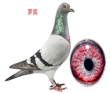 (gu)ԭᣡ_e