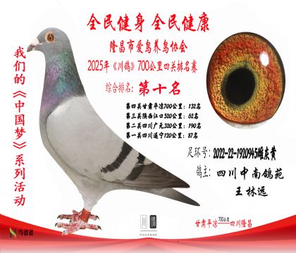 10四川中南鴿苑2022-22-1920945雌灰黃