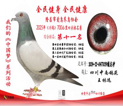 11四川中南鴿苑2024-22-0477059雄灰砂