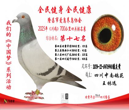 17四川中南鴿苑2024-22-0476948雄灰黃