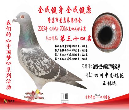 34四川中南鴿苑2024-22-0478771雌雨砂