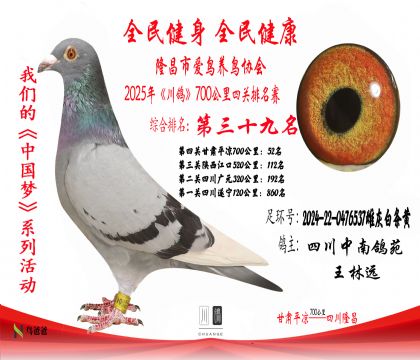 39四川中南鴿苑2024-22-0476537雌灰白條黃