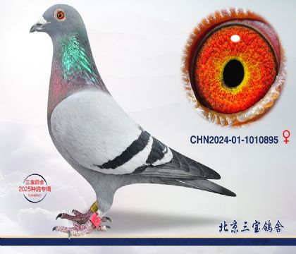 1.x.1010895