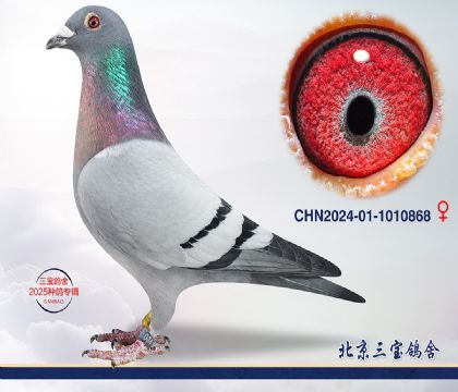 7.ٰѪ.1010868