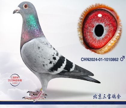 14.685O.1010862