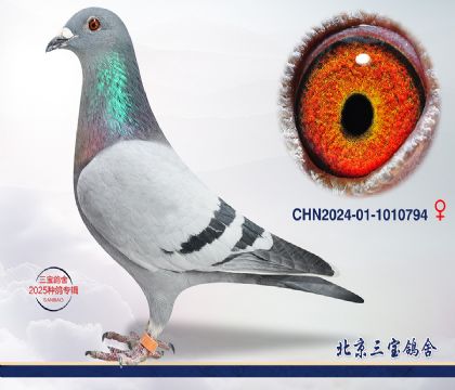 1.速霸龍x奶酪血系.1010794